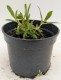 Goryczka gentiana TRUE BLUE - niebieskie kwiaty ogrodowe