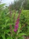 Budleja Dawida BUTTERFLY TOWER fioletowa - kolumnowa