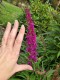 Budleja Dawida BUTTERFLY TOWER fioletowa - kolumnowa