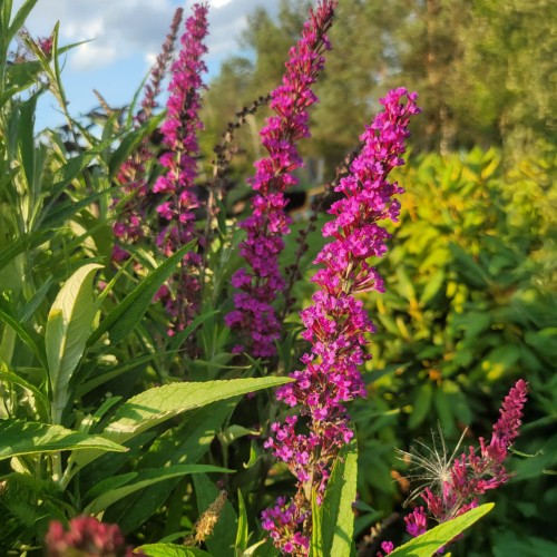 Budleja Dawida BUTTERFLY TOWER fioletowa - kolumnowa