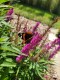 Budleja Dawida BUTTERFLY TOWER fioletowa - kolumnowa