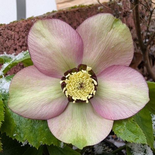 Ciemiernik wschodni SINGLE YELLOW PICOTEE sadzonki - żółto różowy