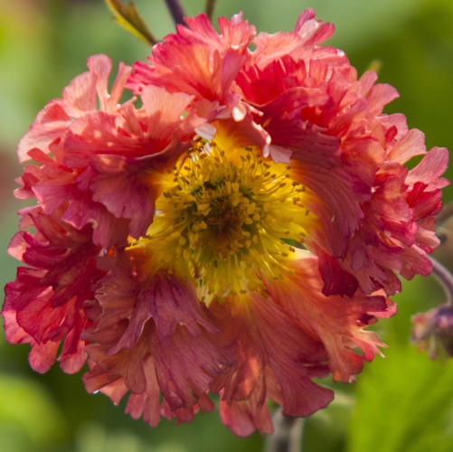 Kuklik BOHEMA PINK sadzonki - geum