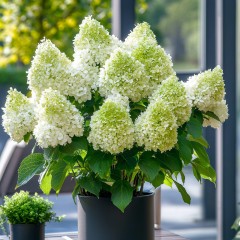 Hortensja LITTLE SPOOKY bukietowa miniaturowa - sadzonki