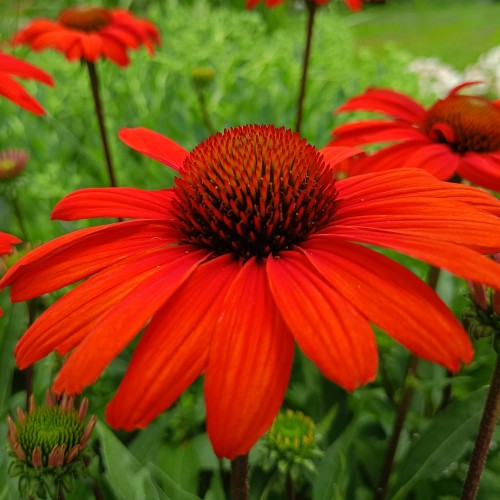 Jeżówka czerwona RED PEARL - sadzonka