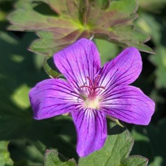 Bodziszek ELWORTHY EYECATCHER - sadzonki