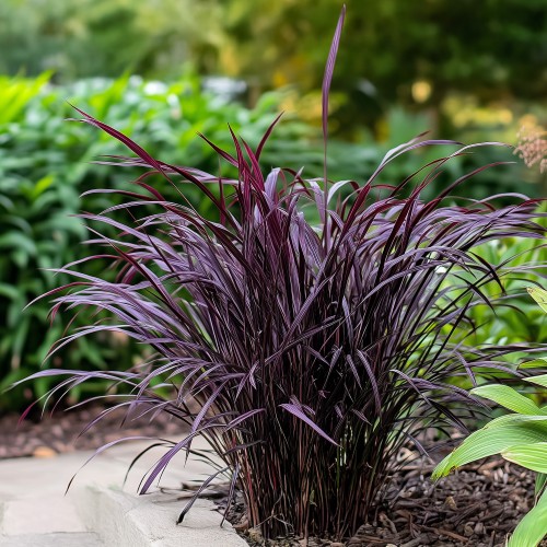 Palczatka gerarda BLACKHAWKS - czarna trawa ozdobna