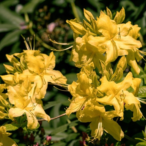 Azalia wielkokwiatowa żółta GOLDEN LIGHTS - sadzonka