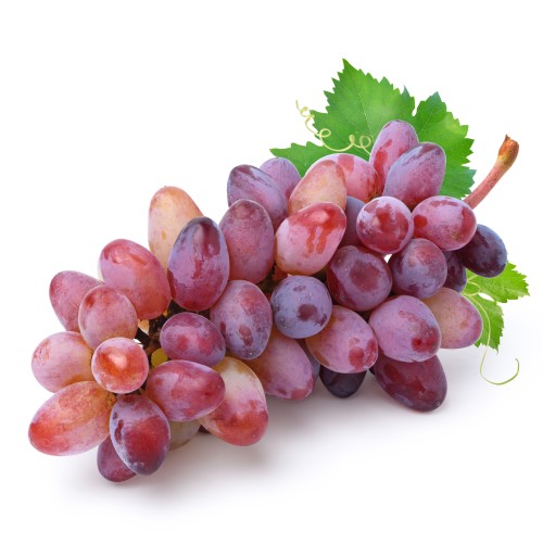 Winorośl, winogrono ciemne BAJKONUR - sadzonki