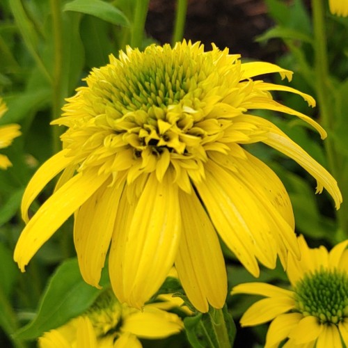 Jeżówka żółta pełna SUNNY DAYS LEMON - sadzonka