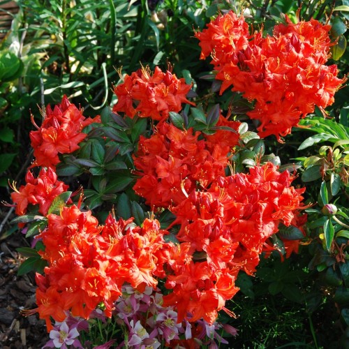 Azalia wielkokwiatowa czerwona DOLOROSO - sadzonka