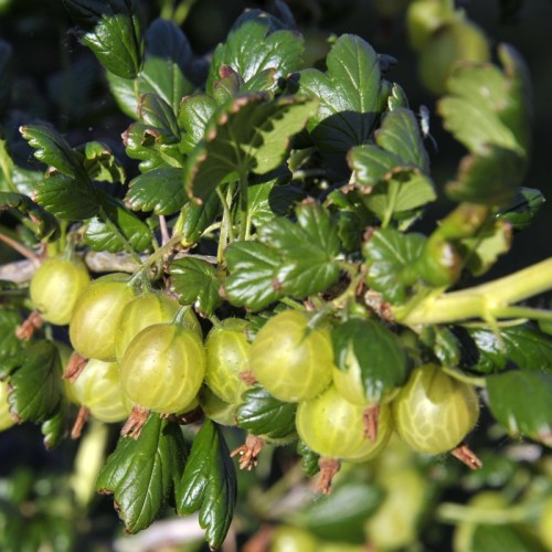 Agrest INVICTA krzew - sadzonki