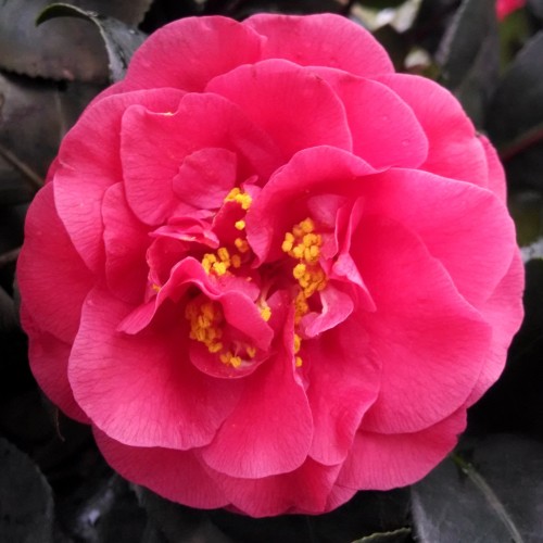 Kamelia japońska LADY CAMPBELL - Camellia czerwony kwiat