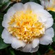 Kamelia japońska BRUSHFIELDS YELLOW - Camellia żółty kwiat
