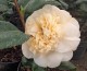 Kamelia japońska BRUSHFIELDS YELLOW - Camellia żółty kwiat