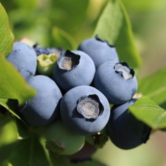 Borówka DUKE amerykańska, wysoka - sadzonki 4, 5 letnie