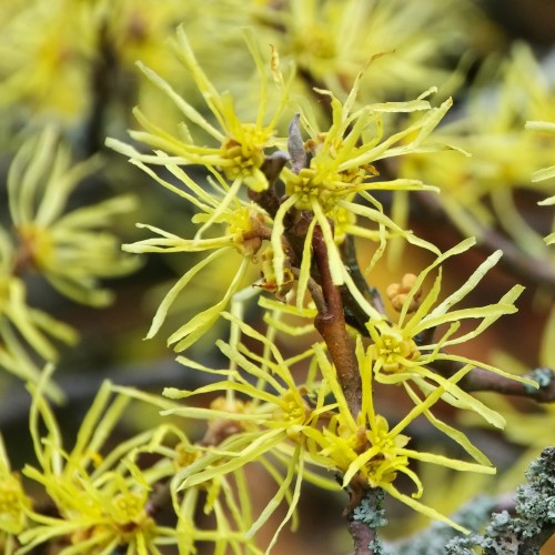 Oczar WIRGINIJSKI krzew - sadzonki