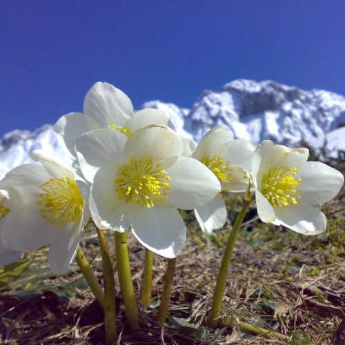 Ciemiernik BIAŁY sadzonki - róża Bożego Narodzenia