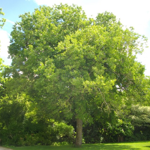 Eukomia WIĄZOWATA - unikalne drzewo sadzonki