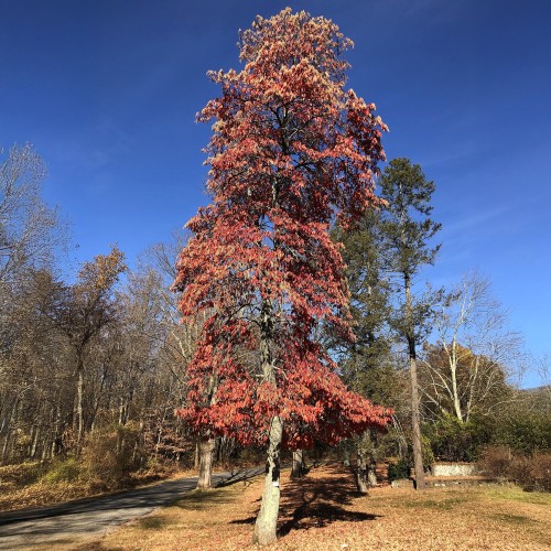 Kwaśnodrzew KONWALIOWY - pachnące drzewo sadzonka