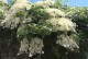 Hortensja PNĄCA hydrangea petiolaris - biała sadzonki