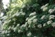 Hortensja PNĄCA hydrangea petiolaris - biała sadzonki