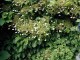 Hortensja PNĄCA hydrangea petiolaris - biała sadzonki