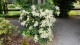 Hortensja PNĄCA hydrangea petiolaris - biała sadzonki