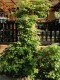 Hortensja PNĄCA hydrangea petiolaris - biała sadzonki