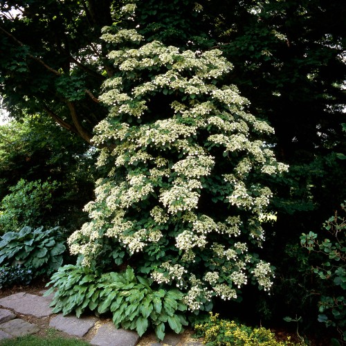Hortensja PNĄCA hydrangea petiolaris - biała sadzonki