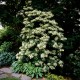 Hortensja PNĄCA hydrangea petiolaris - biała sadzonki