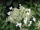 Hortensja PNĄCA hydrangea petiolaris - biała sadzonki