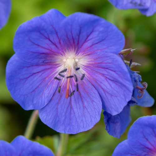 Bodziszek himalajski BABY BLUE - sadzonki