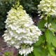 Hortensja POLAR BEAR bukietowa biała - sadzonki