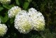 Hortensja POLAR BEAR bukietowa biała - sadzonki