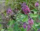 Budleja FLOWER POWER wielokolorowa - sadzonka motyli krzew