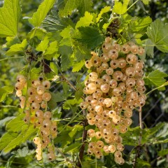 Porzeczka NA PNIU sadzonki - biała Z JUTEBORG