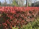 Głogownik LITTLE RED ROBIN Frasera zimozielony photinia fraseri