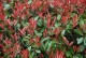 Głogownik LITTLE RED ROBIN Frasera zimozielony photinia fraseri