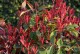 Głogownik LITTLE RED ROBIN Frasera zimozielony photinia fraseri
