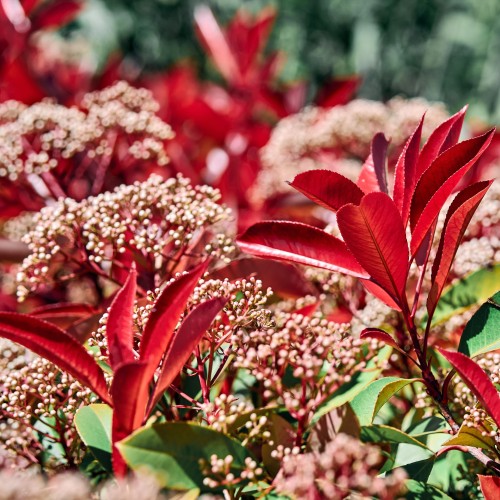 Głogownik LITTLE RED ROBIN Frasera zimozielony photinia fraseri