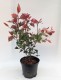 Głogownik LITTLE RED ROBIN Frasera zimozielony photinia fraseri