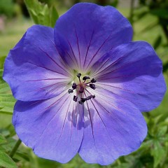 Bodziszek ROZANNE sadzonki - roślina STULECIA