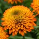 Rudbekia wieloletnia FIREBALL sadzonki - rudbeckia