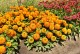 Rudbekia wieloletnia FIREBALL sadzonki - rudbeckia