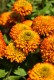Rudbekia wieloletnia FIREBALL sadzonki - rudbeckia