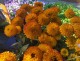 Rudbekia wieloletnia FIREBALL sadzonki - rudbeckia