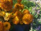 Rudbekia wieloletnia FIREBALL sadzonki - rudbeckia