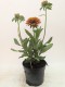Rudbekia wieloletnia FIREBALL sadzonki - rudbeckia