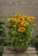 Rudbekia wieloletnia dwubarwna GIGGLING sadzonki - rudbeckia